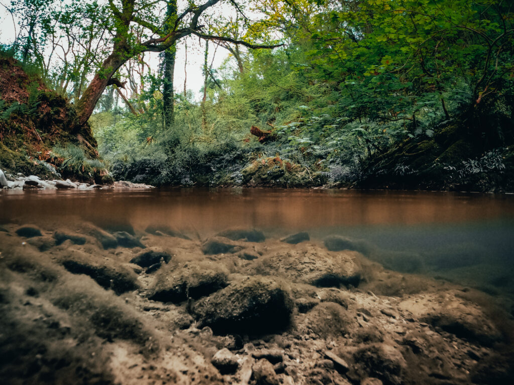 Activist Leaders and Green Businesses