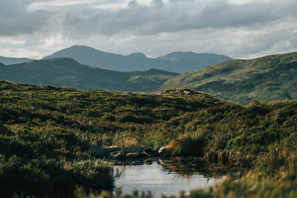 Compassion in Conservation