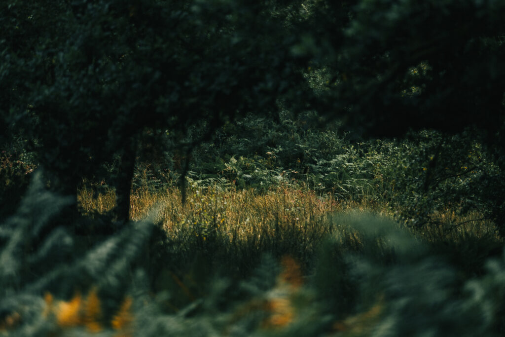 The Politics of the Environment