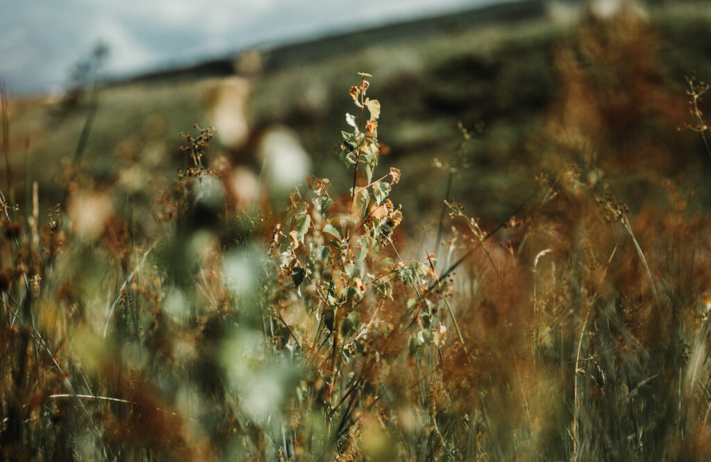 Swineley Farm: The Story So Far