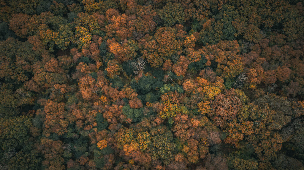 A Unique Vintage: Oxygen Conservation’s 2024 Carbon Credits Poised to Set a New Benchmark for Natural Capital Value