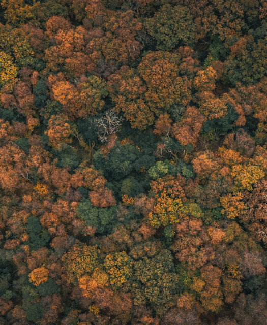 JUNIOR DRONE SURVEYOR cover