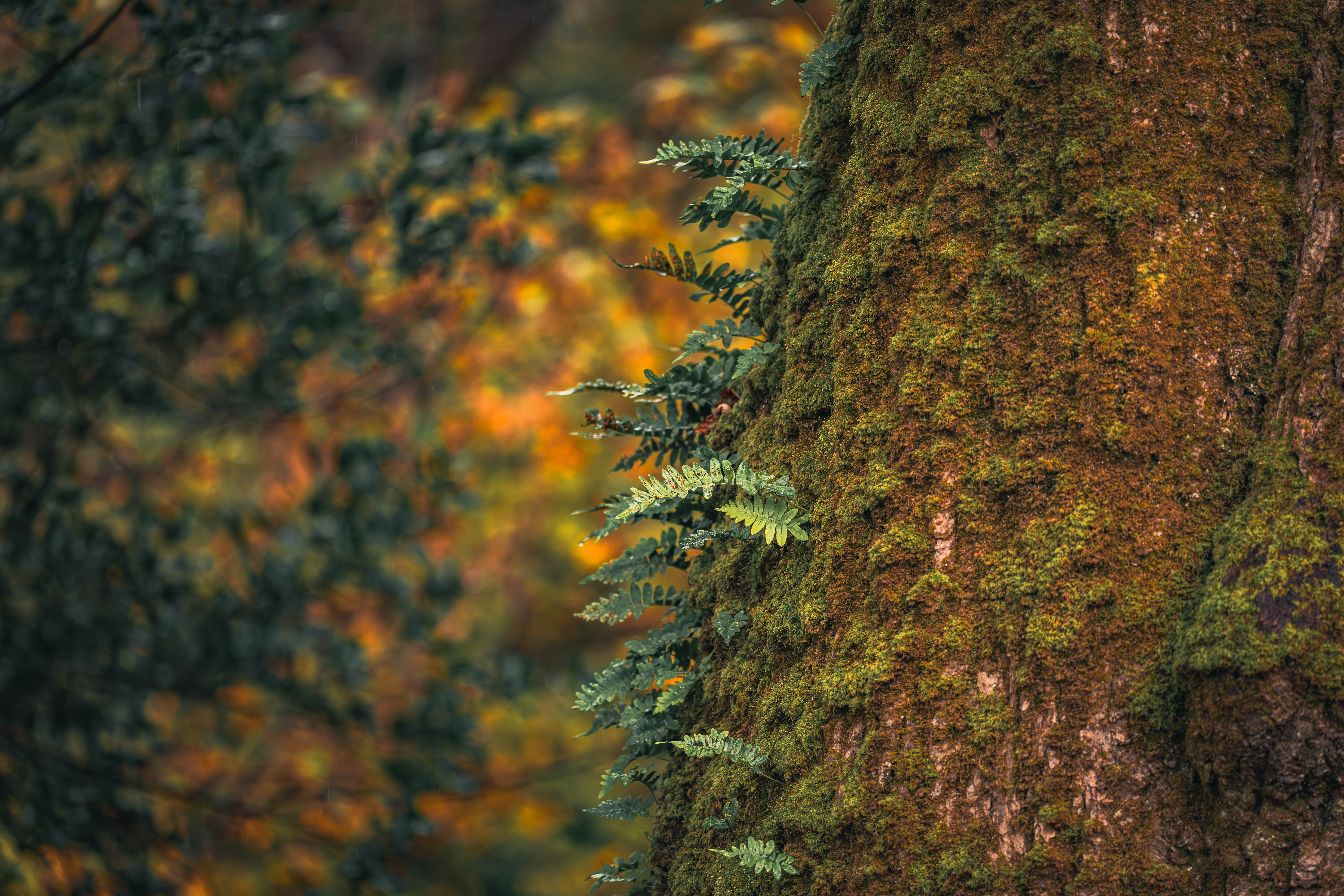 Failing Forward: Scaling Restoration and Skills Across Scotland