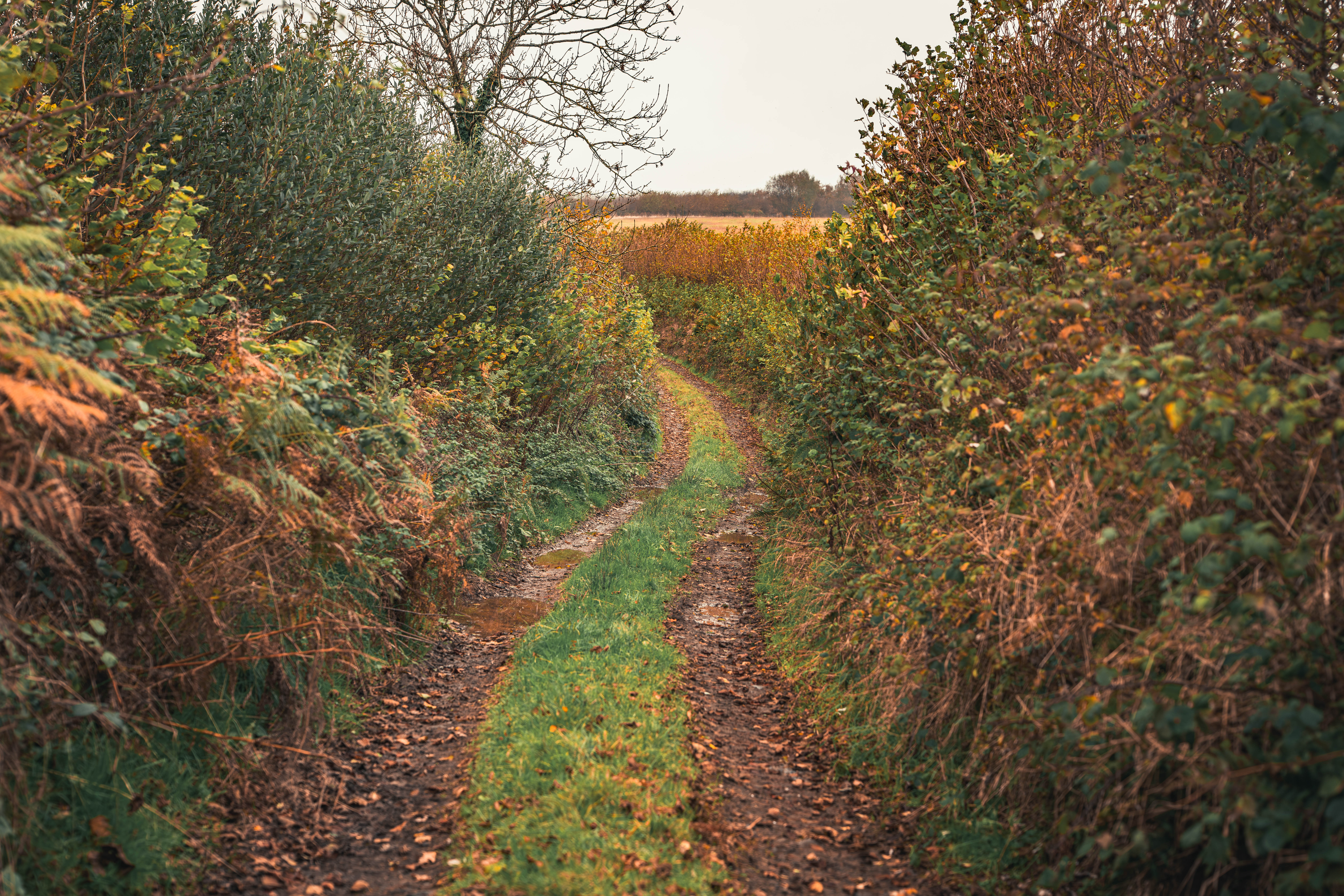 The Rise of the Natural Capital Economy