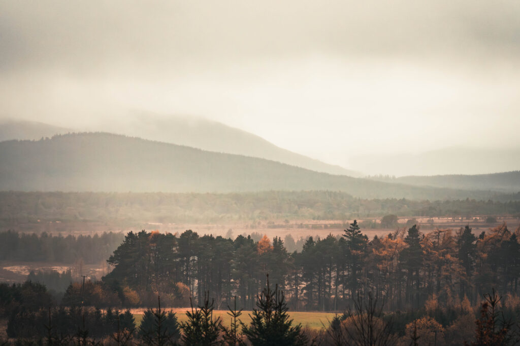 The Protector Profits Principle: Using Economic Incentives to Drive Market Solutions for the Natural World