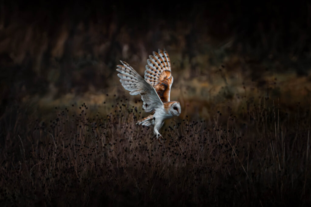 Spaces for Wildlife