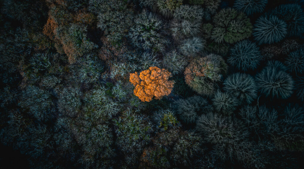 Carbon Storage