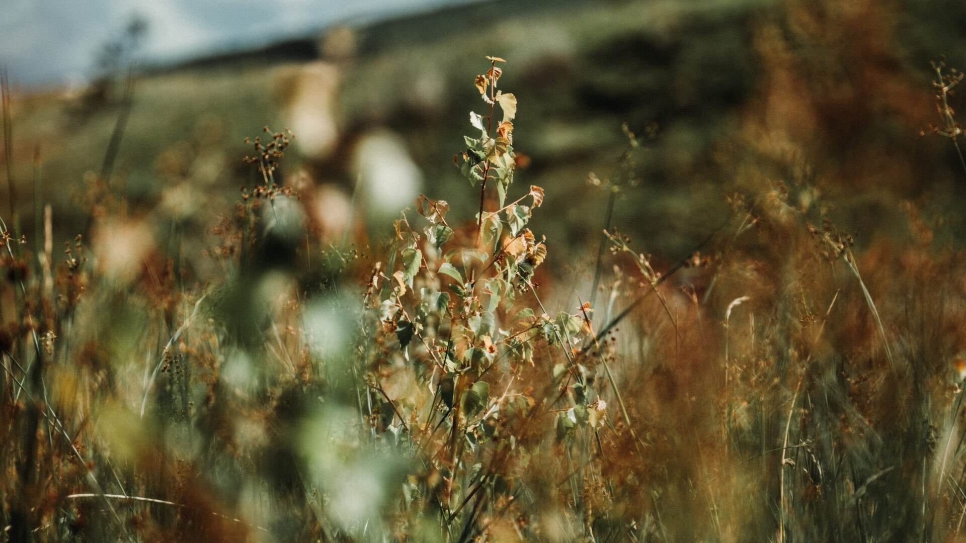 Swineley Farm: The Story So Far