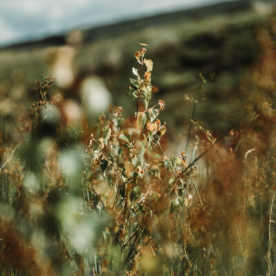Swineley Farm: The Story So Far
