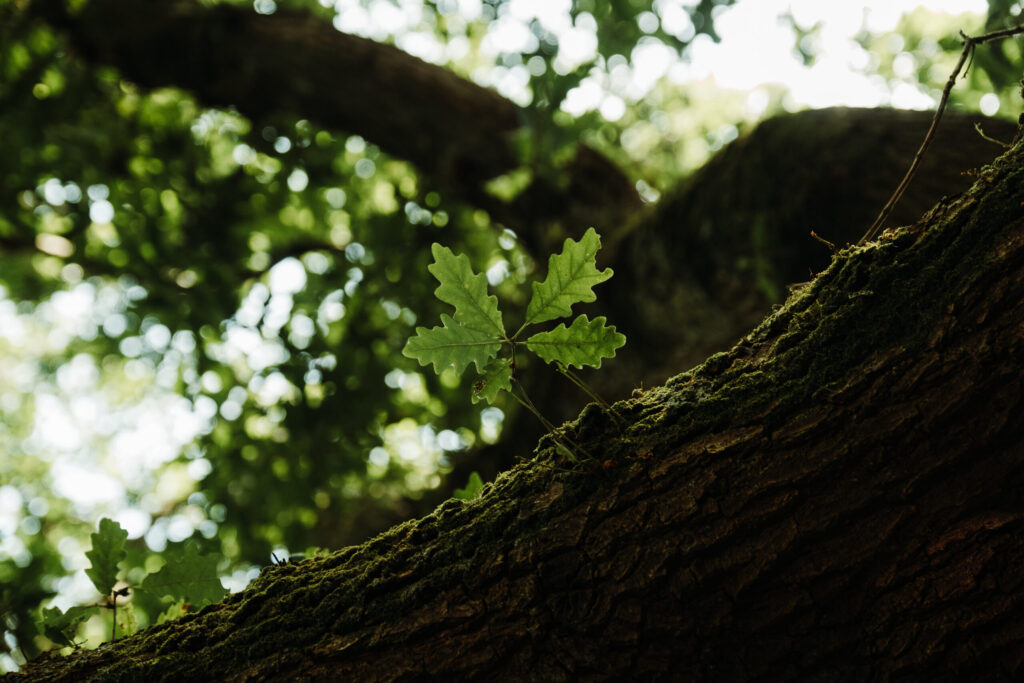 Education in Conservation