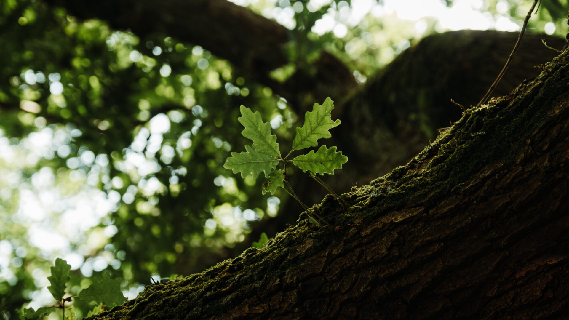 Education in Conservation