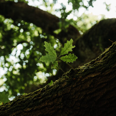 Education in Conservation