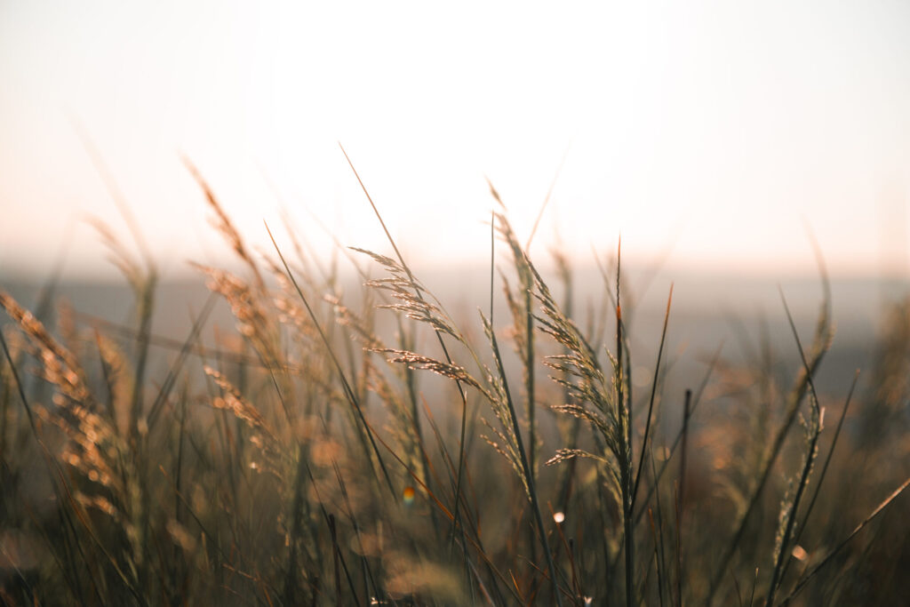 Oxygen Conservation: Crediting Nature