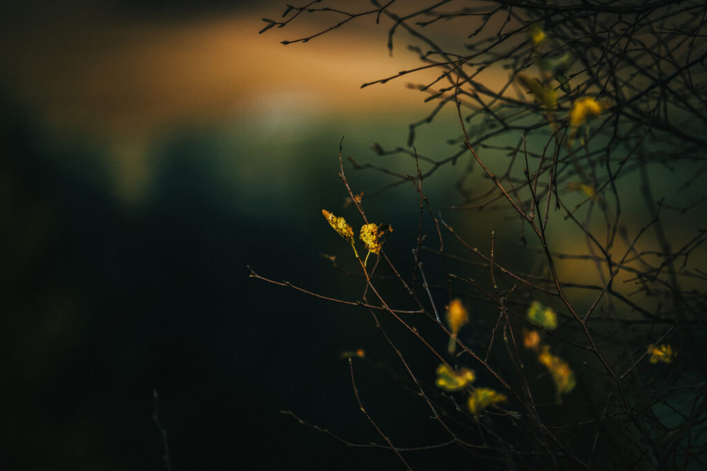 15 Key Natural Capital Trends to Watch in 2024