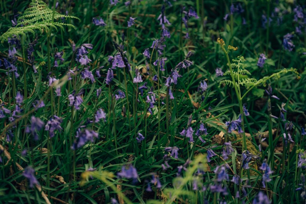 Contradictions and Compromises in Conservation