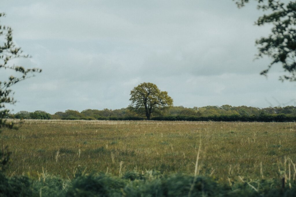 The Future of UK Land Value   in the Natural Capital Century