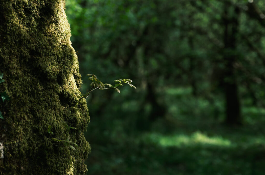 Oxygen Conservation 2024 Manifesto