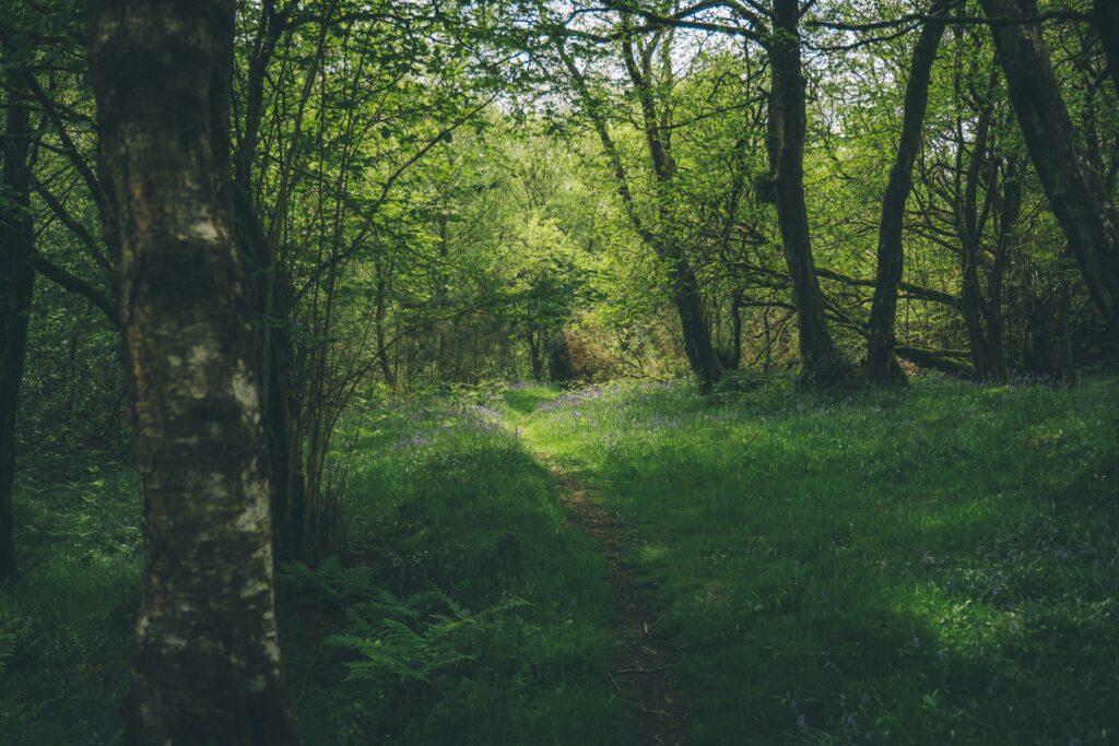 Green Returns: The Financial Upside of Woodland Creation