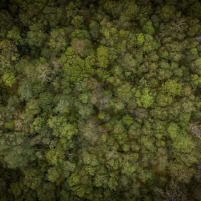 Bridging Bytes & Biology: Comparing the Internet’s Rise with Nature Capital Evolution
