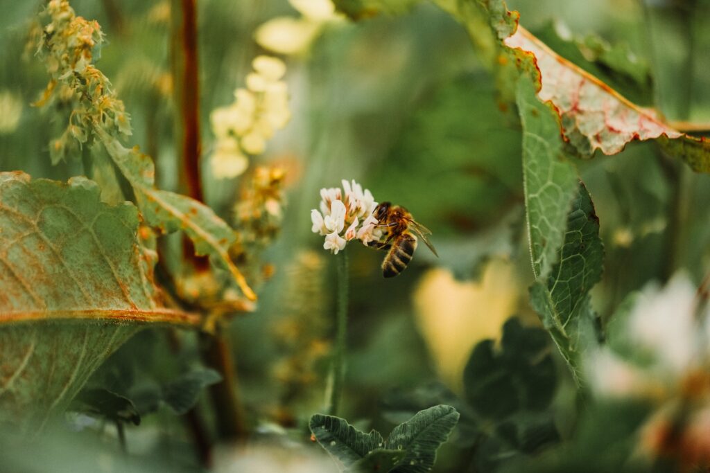 Wild & Well: Restoring Our Planet and Ourselves