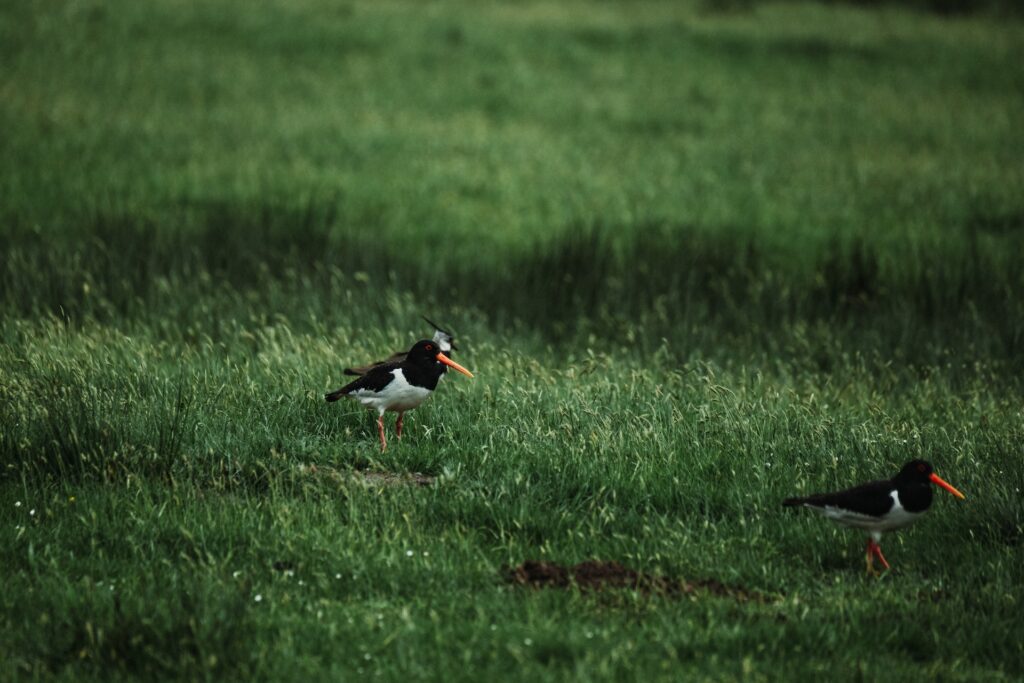 The Ground-Nesting Bird Excuse: Uncovering the Real Cost of Landscape Destruction