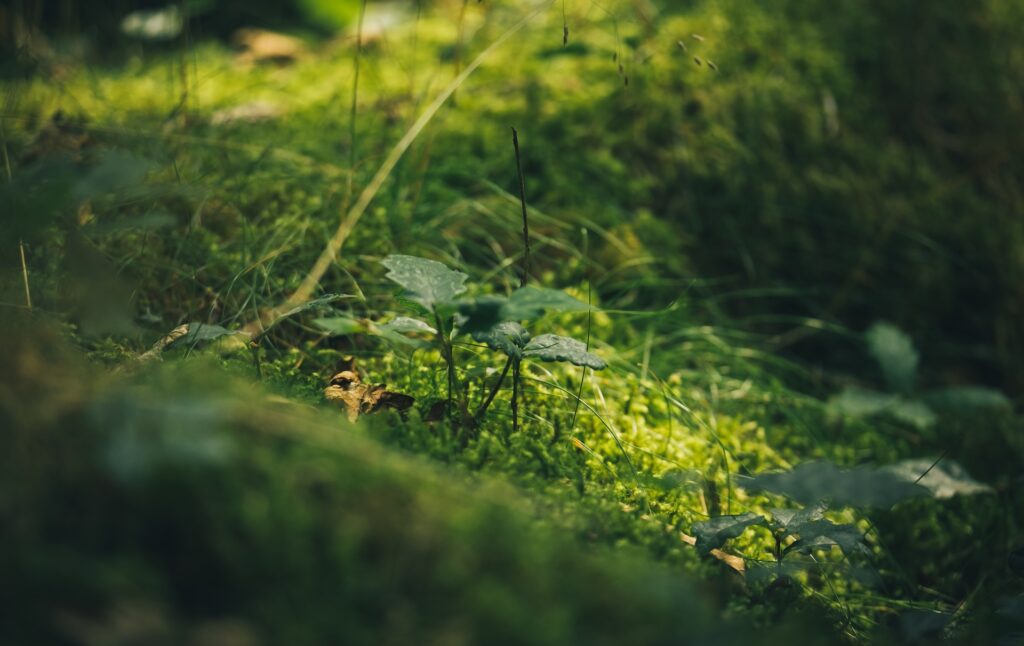 The Valley That Came Back to Life: Rainfall, Rainforests & Redemption