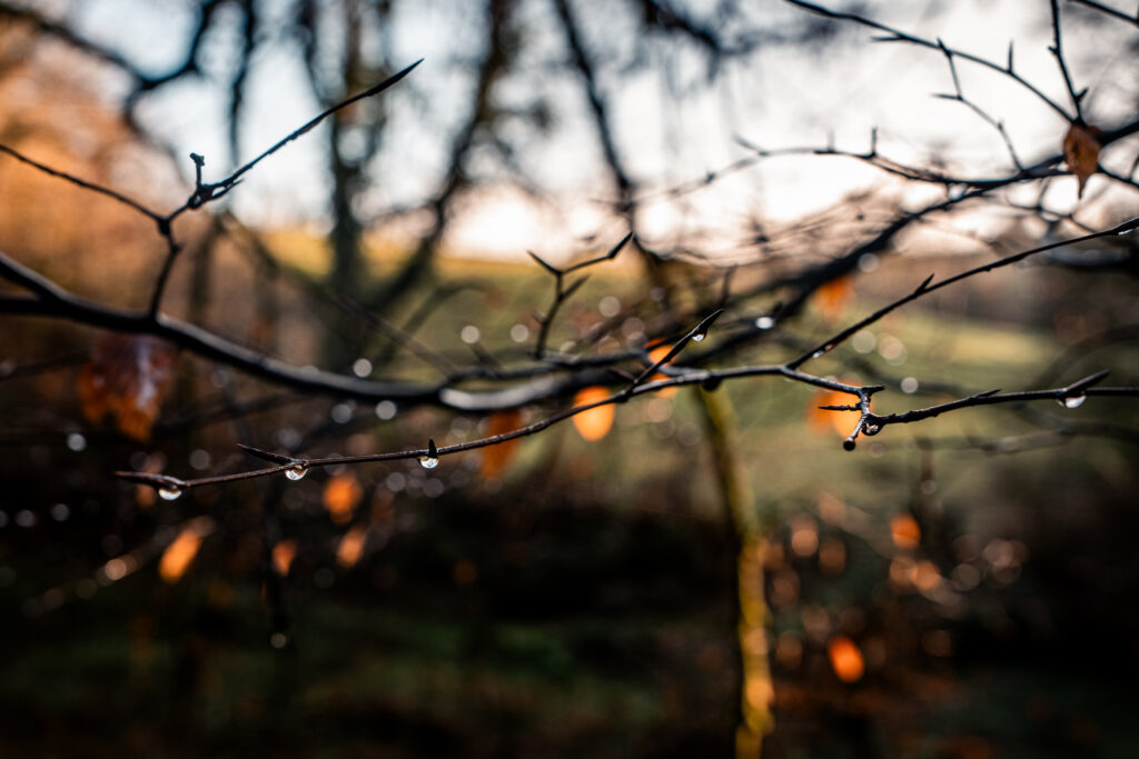 Why Calling Natural Capital ‘Extractive’ is NONSENSE